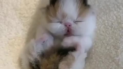 Must watch cute cat