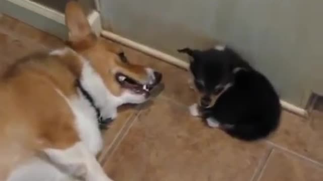 Corgi reacts to puppy butt | Very Funny