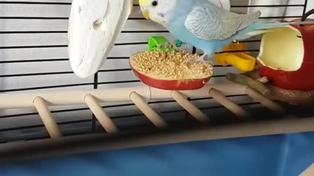 Parrot eating