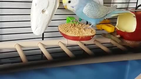 Parrot eating