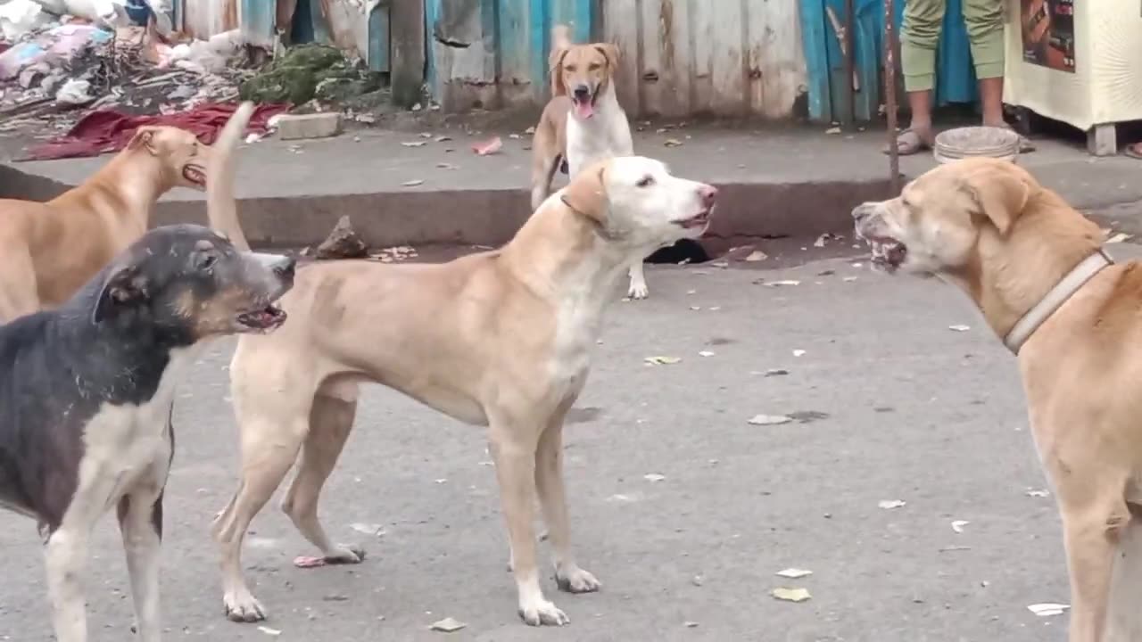 Reals dogs fighting