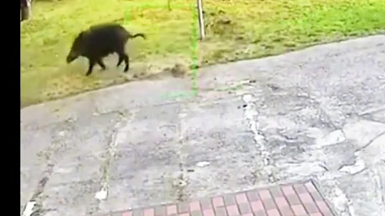 Ferocious Wild Boars