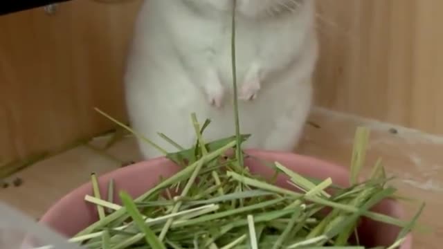 Funny chinchillas eat grass