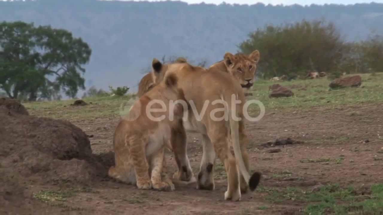 AFRICAN LIONS #2