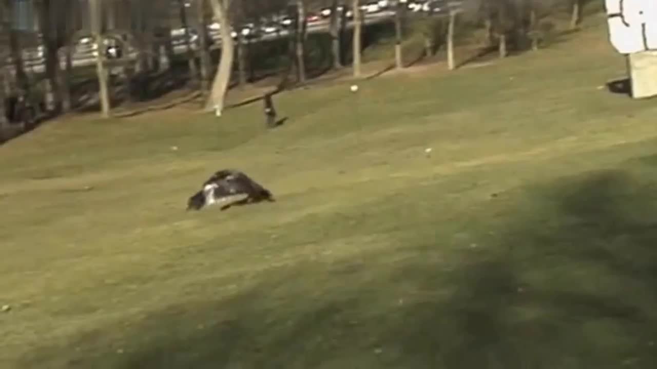 the eagle stole the child
