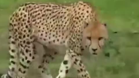 Cheetah vs. Crocodile