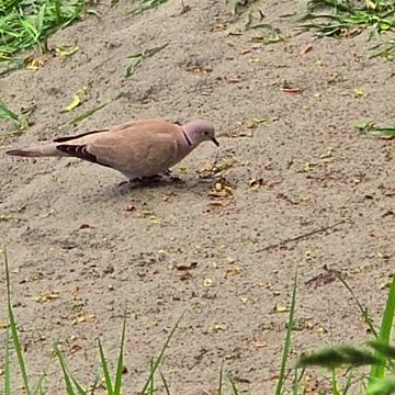 A collared dove by a river / beautiful bird in nature.