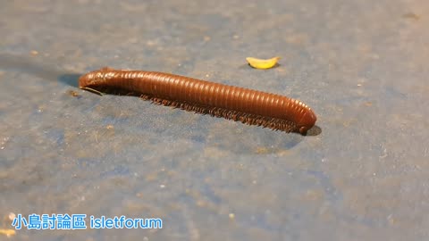 #Millipede 02 #馬陸 ／ #千足蟲 mhp4027 sept2024