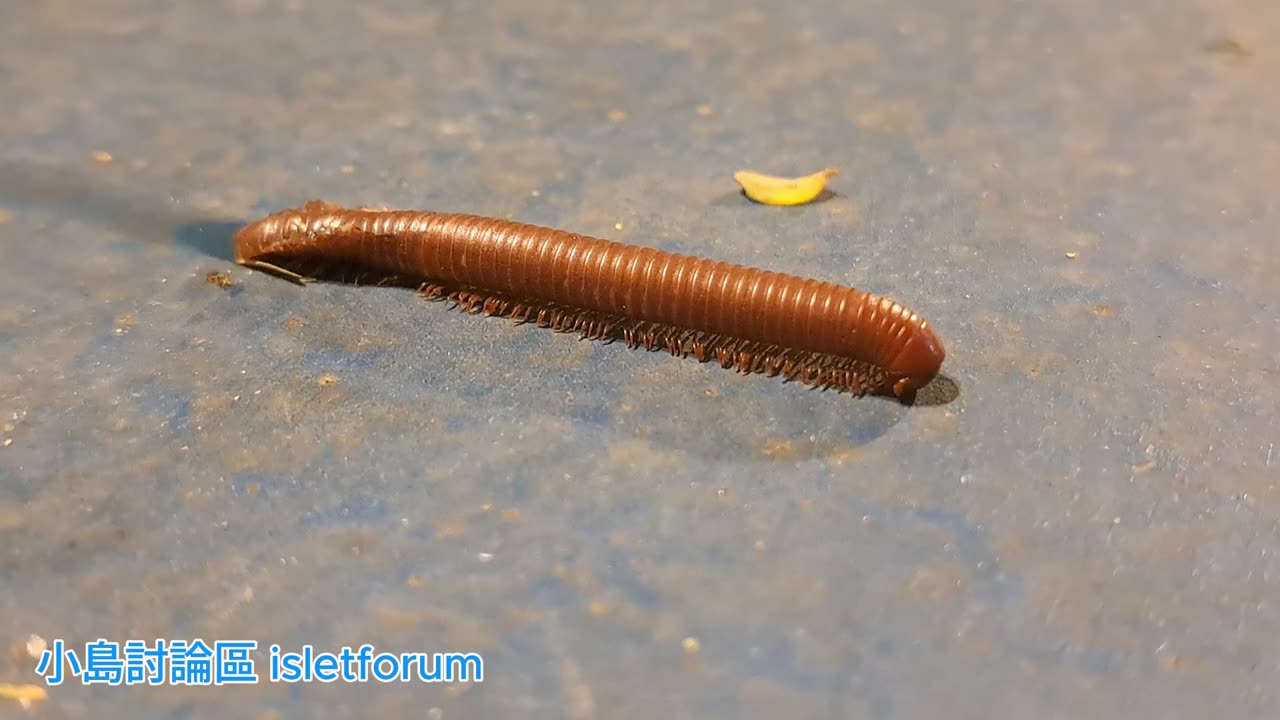 #Millipede 02 #馬陸 ／ #千足蟲 mhp4027 sept2024