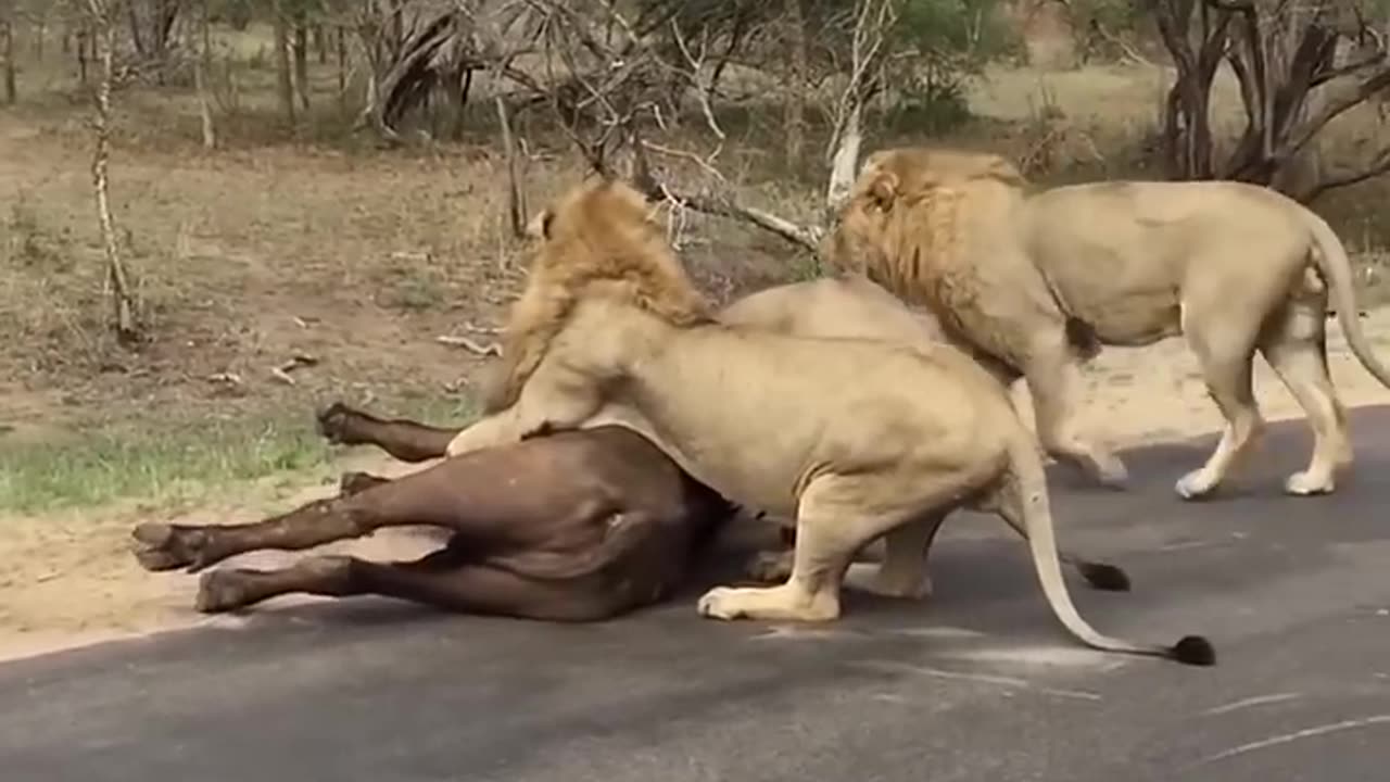 Lions Attack - Road Rage