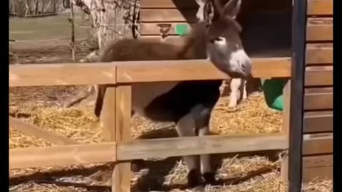 Animal fun video