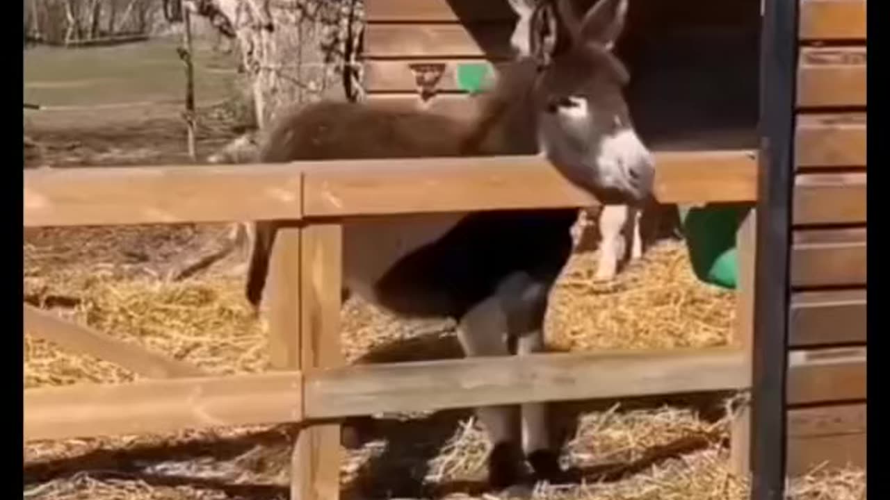 Animal fun video