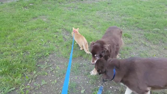 Gato con correa disfruta caminando con perros