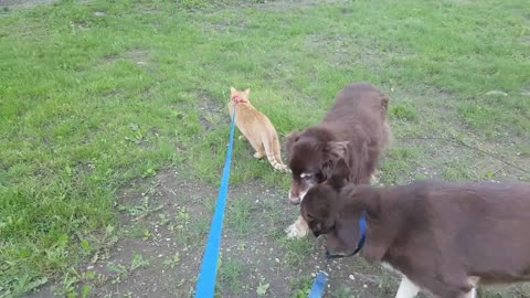 Gato con correa disfruta caminando con perros