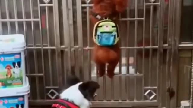 FUNNY GOD VIDEOS
