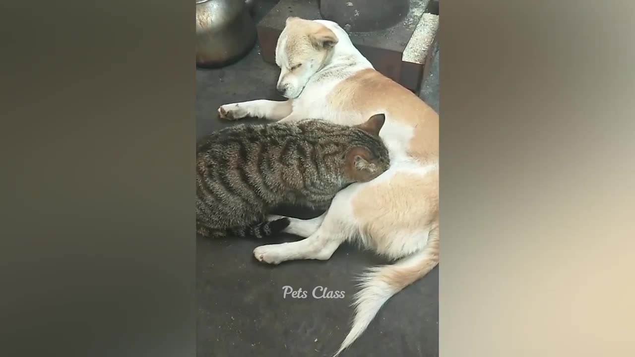 Funniest Animals π Funny Dogs and Cats Videos 2023 πΊπΆ Part 6