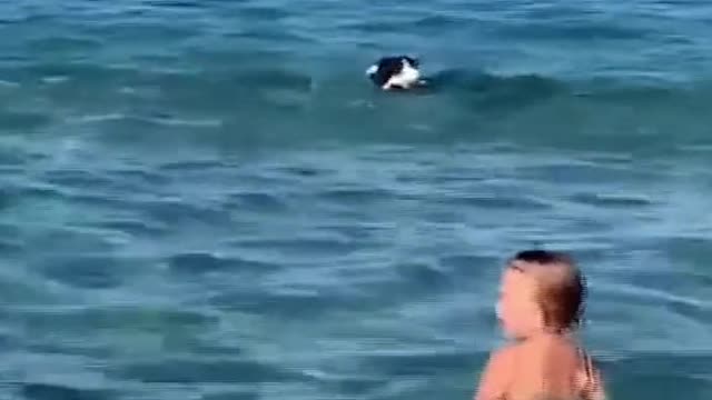 Dog meets seal