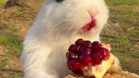 Beautiful rabbit 🐰 eating food