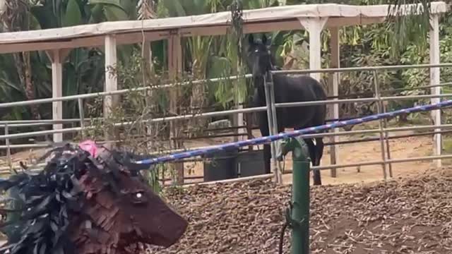 Horse Watches as Kid Whacks Horse-Shaped Pinata