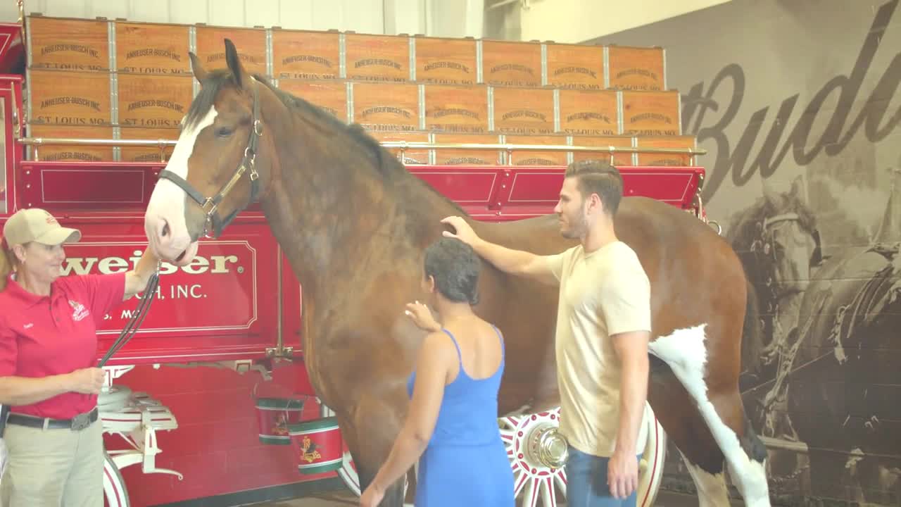Meeting a Budweiser Clydsdale Horse at Warm Springs Ranch, Slow Motion