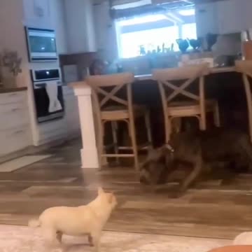 Never underestimate small dogs😂