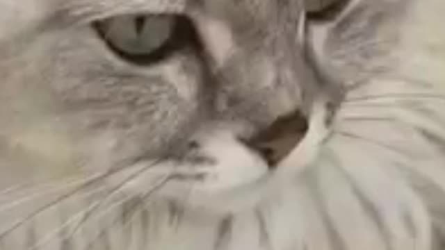 Baby Cats - Cute and Funny Cat Videos Compilation #4 | #shorts #youtube shorts