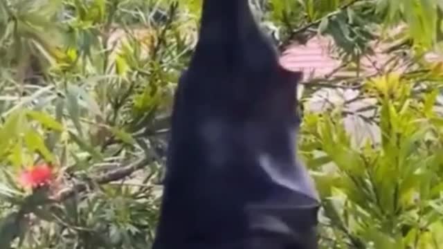 I was scared by that bat