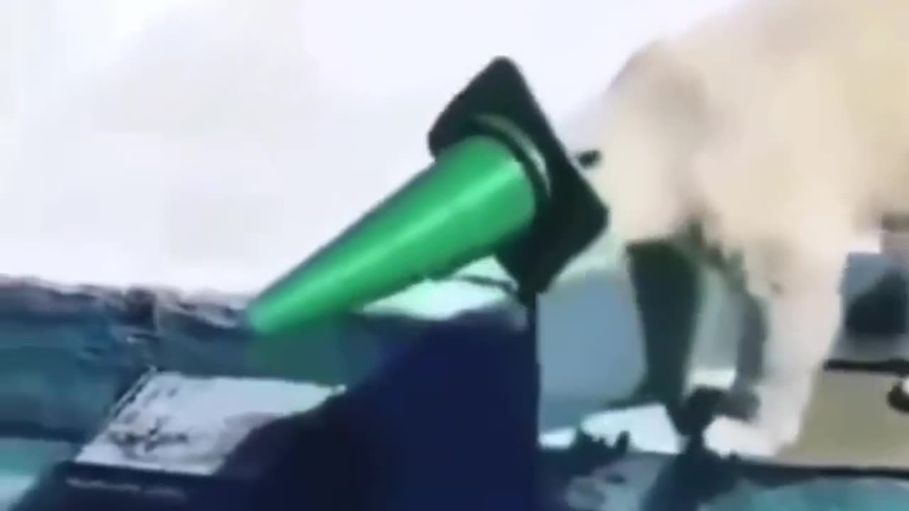 Polar Bear's Dive Gear: Hilarious Plunge with a Green Barrier!