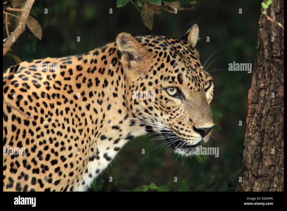 wildlife leopard animal