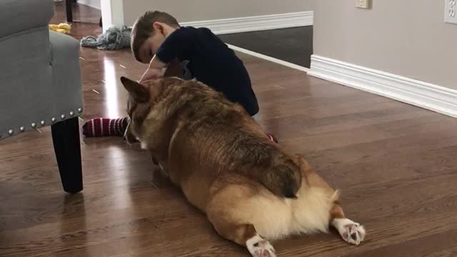 Corgi & toddler cousin love fest