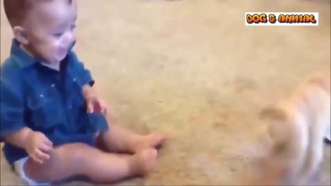 Cute Dogs Loving And Playing With Babies Compilation 2022