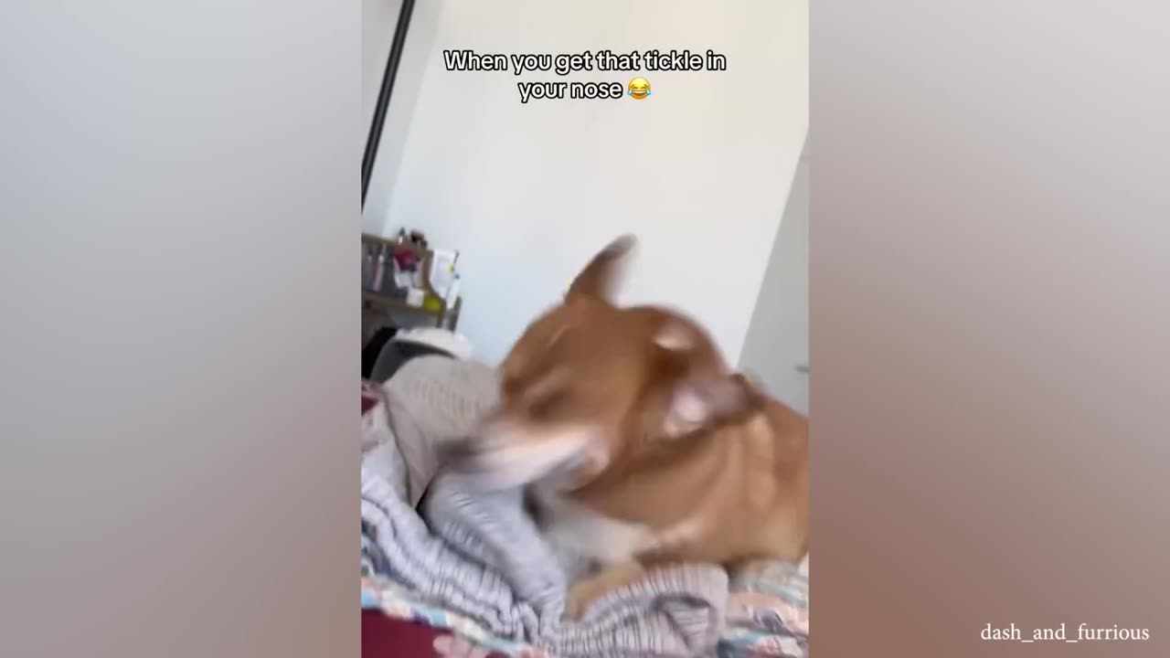 Dog's beautiful actions