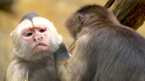 Wildlife Wonders: Close Encounters with Nature's Bes