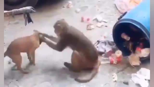 Dog 🐶 vs monkey 🐒 fight ,who will win??????