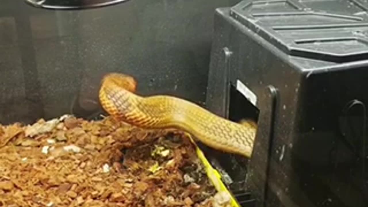 Beautiful snake 🐍 trending video