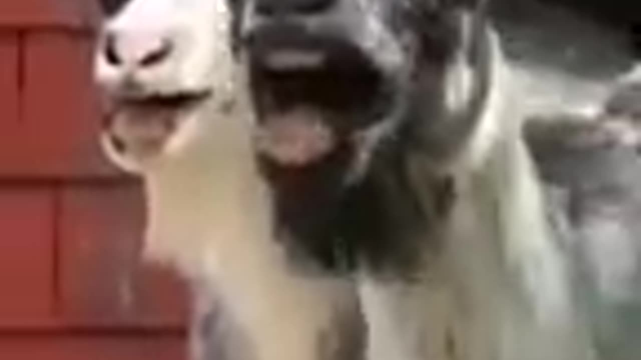 Animal Funny videos