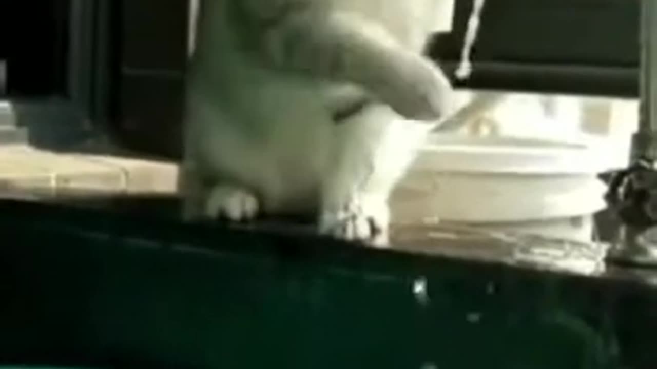 You won't stop laughing with these hilarious animal bloopers!