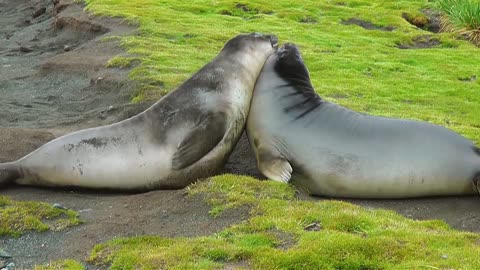 Antarctica -Tales from the end of the world