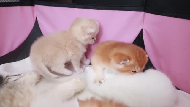 Kittens start playing, meowing, and walking 22 days after birth