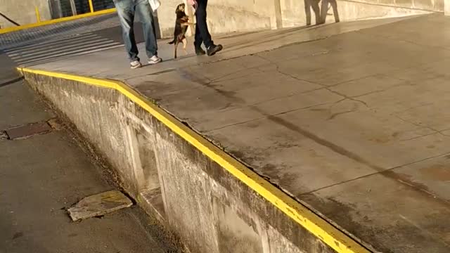 happy little dog to see the owner arrive