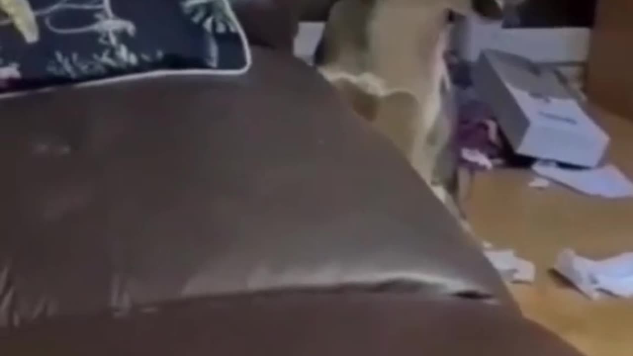 funny animals
