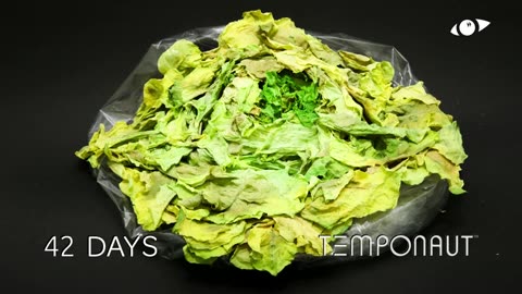Head of Lettuce Timelapse