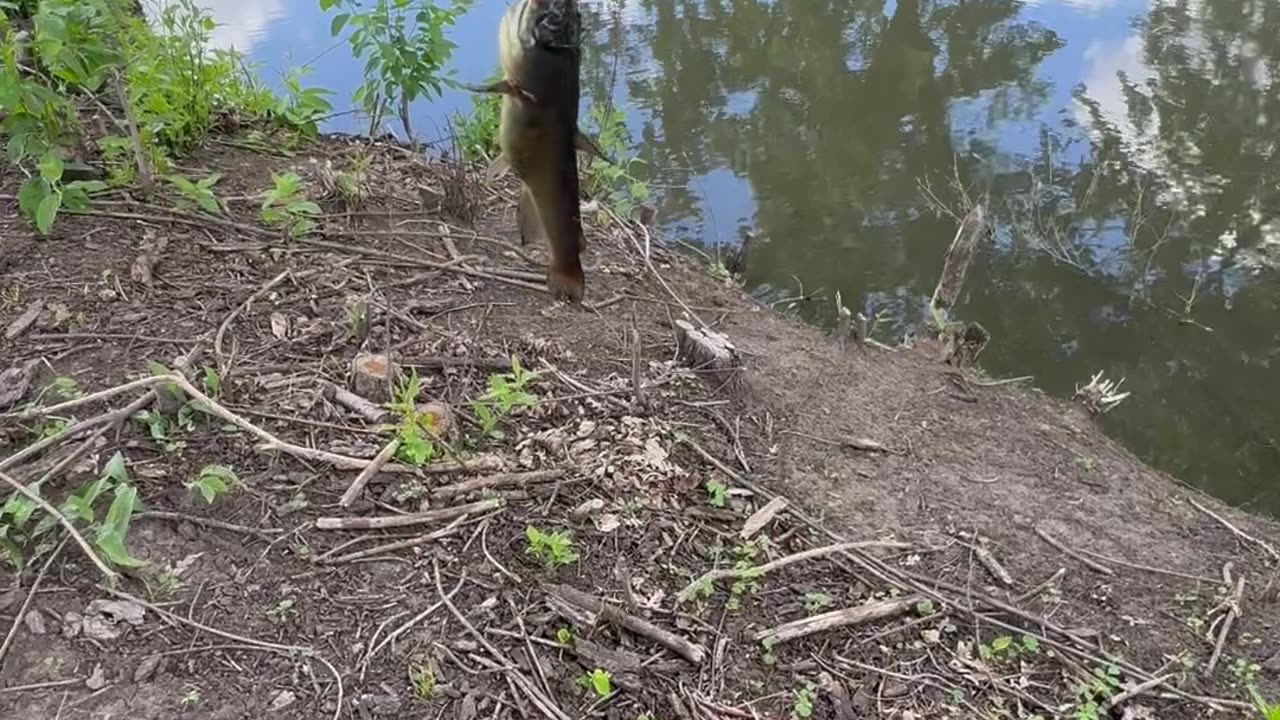 Fish behind zoo