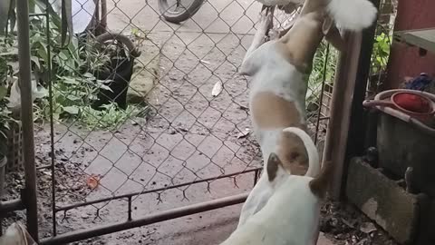 Clever Canine Climbs Fence