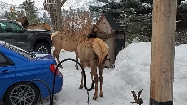 Hungry, Hungry elk