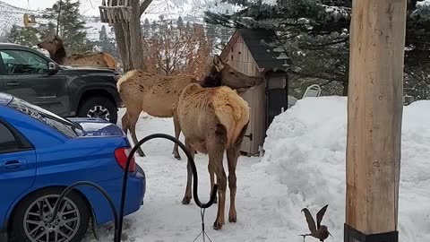 Hungry, Hungry elk