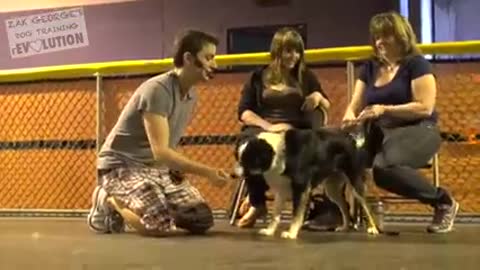 Dog training How to trainany dog the Basics