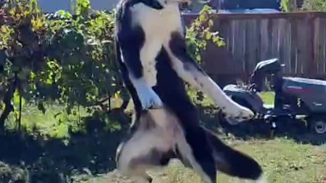 Slow motion dog jump 480 fps