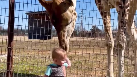 Cute Giraffe Gives Baby Smooches