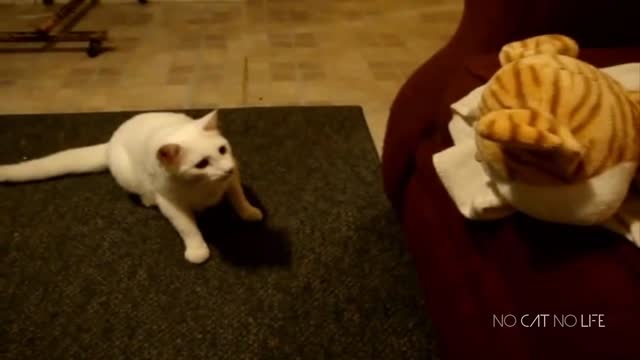 Cat funny Cats